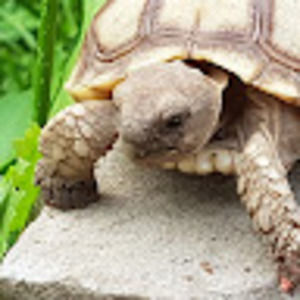 Meet your Posher, Morty